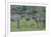 Africa, Kenya, Serengeti, Maasai Mara. Plains zebra aka common or Burchell's zebra-Cindy Miller Hopkins-Framed Photographic Print