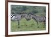 Africa, Kenya, Serengeti, Maasai Mara. Plains zebra aka common or Burchell's zebra-Cindy Miller Hopkins-Framed Photographic Print