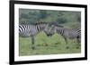 Africa, Kenya, Serengeti, Maasai Mara. Plains zebra aka common or Burchell's zebra-Cindy Miller Hopkins-Framed Photographic Print