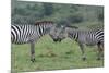 Africa, Kenya, Serengeti, Maasai Mara. Plains zebra aka common or Burchell's zebra-Cindy Miller Hopkins-Mounted Photographic Print