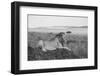 Africa, Kenya, Serengeti, Maasai Mara. Young male lion in typical Serengeti plains habitat.-Cindy Miller Hopkins-Framed Photographic Print