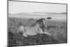 Africa, Kenya, Serengeti, Maasai Mara. Young male lion in typical Serengeti plains habitat.-Cindy Miller Hopkins-Mounted Photographic Print