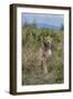 Africa, Kenya, Serengeti Plains, Maasai Mara. Female cheetah, endangered species.-Cindy Miller Hopkins-Framed Photographic Print