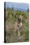 Africa, Kenya, Serengeti Plains, Maasai Mara. Female cheetah, endangered species.-Cindy Miller Hopkins-Stretched Canvas