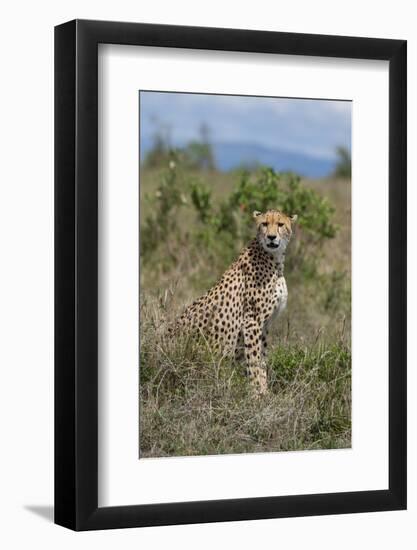 Africa, Kenya, Serengeti Plains, Maasai Mara. Female cheetah, endangered species.-Cindy Miller Hopkins-Framed Photographic Print