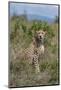 Africa, Kenya, Serengeti Plains, Maasai Mara. Female cheetah, endangered species.-Cindy Miller Hopkins-Mounted Photographic Print