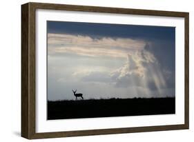 Africa, Kenya, Serengeti Plains, Maasai Mara. Impala, silhouette with storm clouds.-Cindy Miller Hopkins-Framed Photographic Print