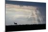Africa, Kenya, Serengeti Plains, Maasai Mara. Impala, silhouette with storm clouds.-Cindy Miller Hopkins-Mounted Photographic Print