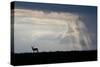 Africa, Kenya, Serengeti Plains, Maasai Mara. Impala, silhouette with storm clouds.-Cindy Miller Hopkins-Stretched Canvas