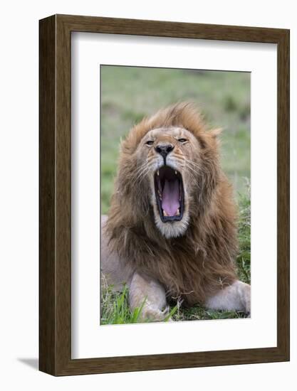 Africa, Kenya, Serengeti Plains, Maasai Mara. Male lion yawning.-Cindy Miller Hopkins-Framed Photographic Print