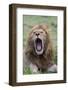 Africa, Kenya, Serengeti Plains, Maasai Mara. Male lion yawning.-Cindy Miller Hopkins-Framed Photographic Print