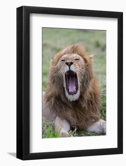 Africa, Kenya, Serengeti Plains, Maasai Mara. Male lion yawning.-Cindy Miller Hopkins-Framed Photographic Print