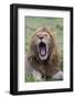 Africa, Kenya, Serengeti Plains, Maasai Mara. Male lion yawning.-Cindy Miller Hopkins-Framed Photographic Print