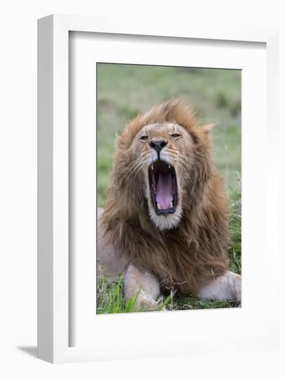 Africa, Kenya, Serengeti Plains, Maasai Mara. Male lion yawning.-Cindy Miller Hopkins-Framed Photographic Print