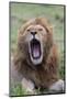 Africa, Kenya, Serengeti Plains, Maasai Mara. Male lion yawning.-Cindy Miller Hopkins-Mounted Photographic Print