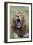 Africa, Kenya, Serengeti Plains, Maasai Mara. Male lion yawning.-Cindy Miller Hopkins-Framed Photographic Print