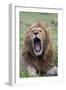 Africa, Kenya, Serengeti Plains, Maasai Mara. Male lion yawning.-Cindy Miller Hopkins-Framed Photographic Print