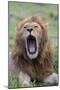 Africa, Kenya, Serengeti Plains, Maasai Mara. Male lion yawning.-Cindy Miller Hopkins-Mounted Photographic Print