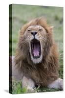 Africa, Kenya, Serengeti Plains, Maasai Mara. Male lion yawning.-Cindy Miller Hopkins-Stretched Canvas