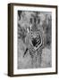 Africa, Kenya, Serengeti Plains, Maasai Mara. Plains zebra aka Burchell's zebra-Cindy Miller Hopkins-Framed Photographic Print