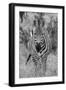 Africa, Kenya, Serengeti Plains, Maasai Mara. Plains zebra aka Burchell's zebra-Cindy Miller Hopkins-Framed Photographic Print