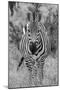 Africa, Kenya, Serengeti Plains, Maasai Mara. Plains zebra aka Burchell's zebra-Cindy Miller Hopkins-Mounted Photographic Print