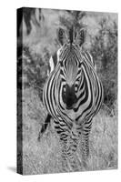 Africa, Kenya, Serengeti Plains, Maasai Mara. Plains zebra aka Burchell's zebra-Cindy Miller Hopkins-Stretched Canvas