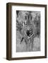 Africa, Kenya, Serengeti Plains, Maasai Mara. Plains zebra aka Burchell's zebra-Cindy Miller Hopkins-Framed Photographic Print