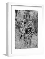 Africa, Kenya, Serengeti Plains, Maasai Mara. Plains zebra aka Burchell's zebra-Cindy Miller Hopkins-Framed Photographic Print