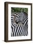 Africa, Kenya, Serengeti Plains, Maasai Mara. Plains zebra aka common or Burchell's zebra-Cindy Miller Hopkins-Framed Photographic Print