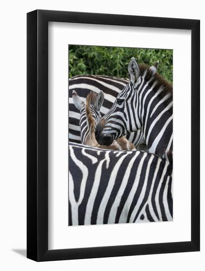Africa, Kenya, Serengeti Plains, Maasai Mara. Plains zebra aka common or Burchell's zebra-Cindy Miller Hopkins-Framed Photographic Print