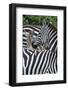 Africa, Kenya, Serengeti Plains, Maasai Mara. Plains zebra aka common or Burchell's zebra-Cindy Miller Hopkins-Framed Photographic Print