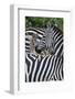 Africa, Kenya, Serengeti Plains, Maasai Mara. Plains zebra aka common or Burchell's zebra-Cindy Miller Hopkins-Framed Photographic Print