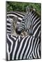 Africa, Kenya, Serengeti Plains, Maasai Mara. Plains zebra aka common or Burchell's zebra-Cindy Miller Hopkins-Mounted Photographic Print