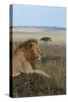 Africa, Kenya, Serengeti Plains, Maasai Mara. Young male lion in typical Serengeti habitat.-Cindy Miller Hopkins-Stretched Canvas