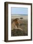 Africa, Kenya, Serengeti Plains, Maasai Mara. Young male lion in typical Serengeti habitat.-Cindy Miller Hopkins-Framed Photographic Print