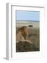 Africa, Kenya, Serengeti Plains, Maasai Mara. Young male lion in typical Serengeti habitat.-Cindy Miller Hopkins-Framed Photographic Print