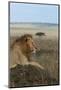 Africa, Kenya, Serengeti Plains, Maasai Mara. Young male lion in typical Serengeti habitat.-Cindy Miller Hopkins-Mounted Photographic Print