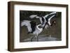 Africa, Kenya, stork-George Theodore-Framed Photographic Print