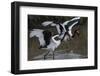 Africa, Kenya, stork-George Theodore-Framed Photographic Print