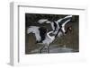 Africa, Kenya, stork-George Theodore-Framed Photographic Print