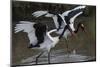 Africa, Kenya, stork-George Theodore-Mounted Photographic Print