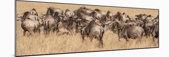 Africa, Kenya, wildebeest-George Theodore-Mounted Photographic Print