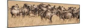 Africa, Kenya, wildebeest-George Theodore-Mounted Photographic Print