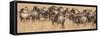 Africa, Kenya, wildebeest-George Theodore-Framed Stretched Canvas