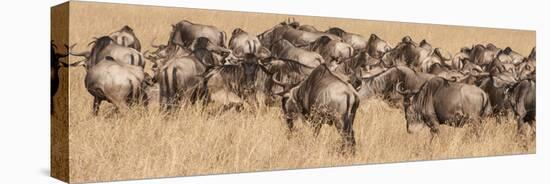 Africa, Kenya, wildebeest-George Theodore-Stretched Canvas