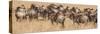 Africa, Kenya, wildebeest-George Theodore-Stretched Canvas