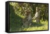 Africa Lion Cubs Playing-Mary Ann McDonald-Framed Stretched Canvas