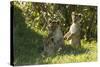 Africa Lion Cubs Playing-Mary Ann McDonald-Stretched Canvas