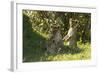 Africa Lion Cubs Playing-Mary Ann McDonald-Framed Photographic Print